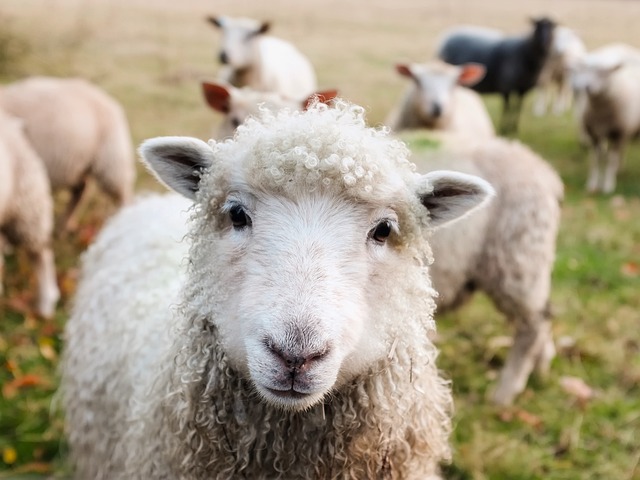 Feed the Flock of God